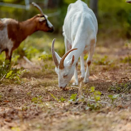 Scheunenherberge Отель