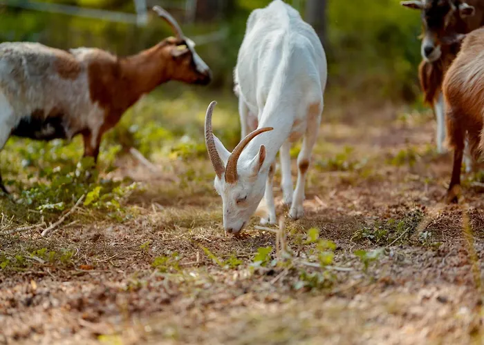 Scheunenherberge ホテル